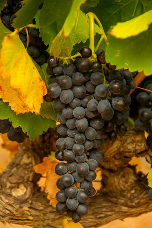 uvatempranillo